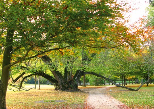 Le tilleul des familles - Parc du château de Cheverny