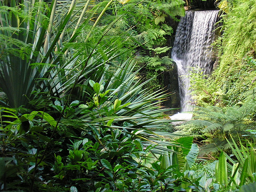 Tropical Rainforest ~ Luxury Places