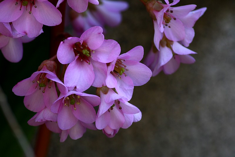 Fleurs de Bergenia rose
