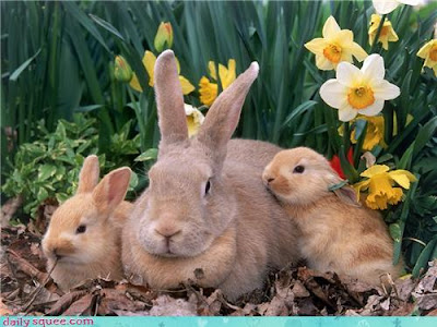 Three real rabbits with daffodils