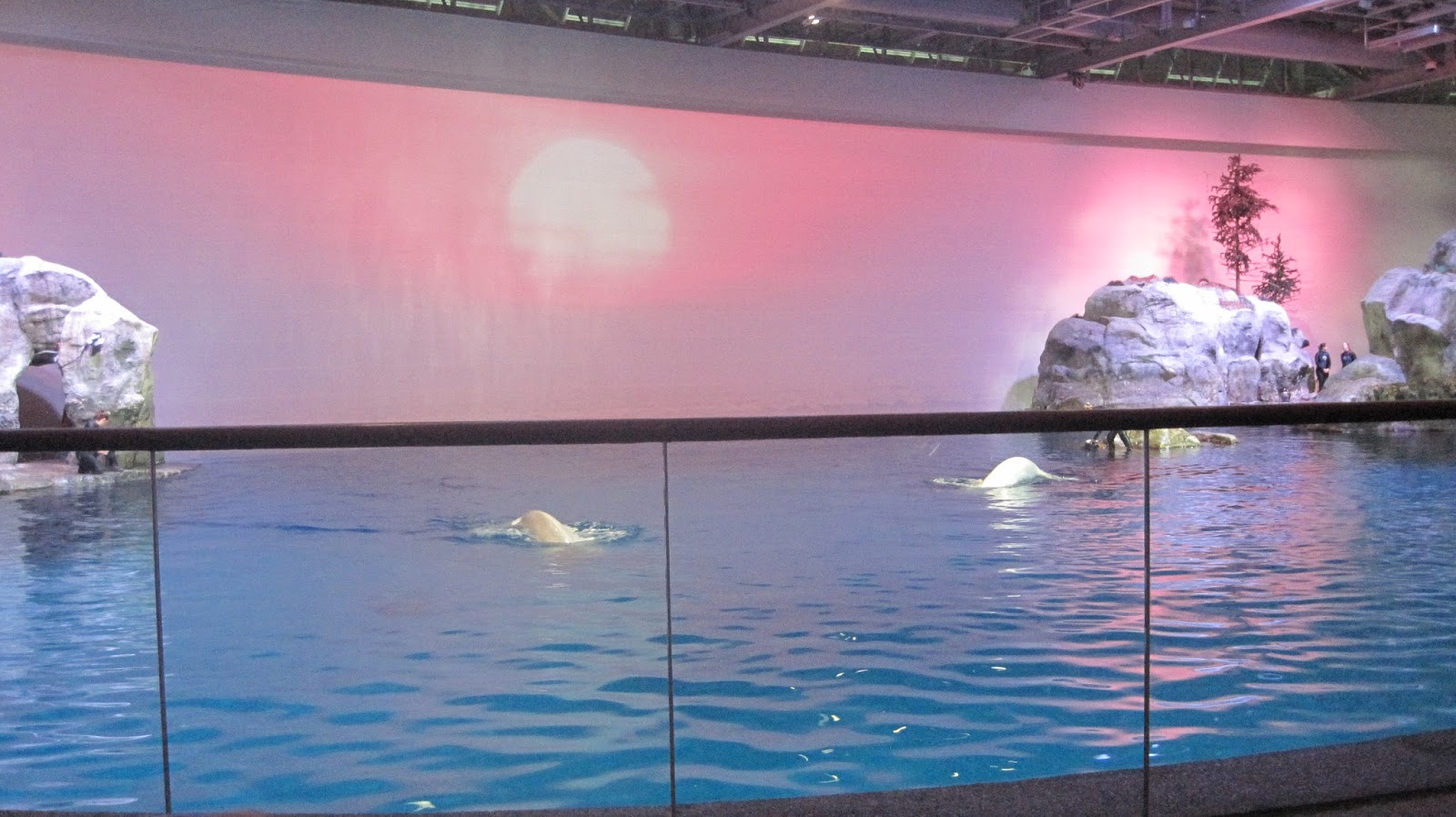 Livin' Life With Style Our visit to Shedd Aquarium in Chicago!