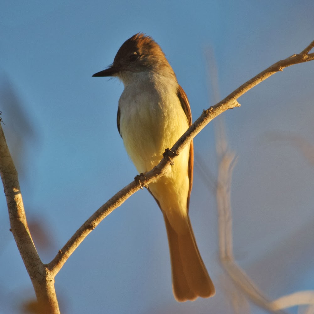 Finding Rare Birds in Arizona