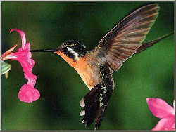 Rajsheda was like a Beautiful Hummingbird