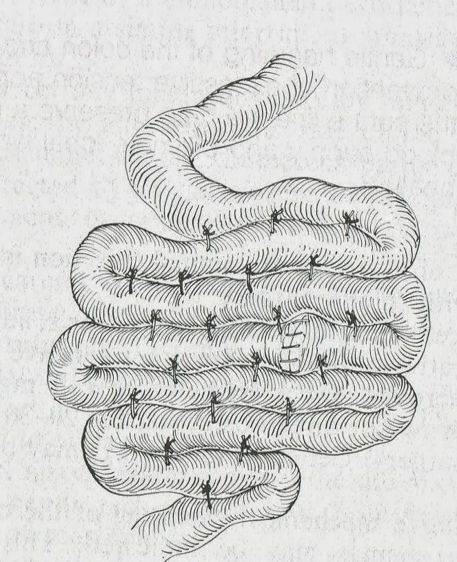 Veterinary Key Points Intussusception in Dogs and Cats How to Make