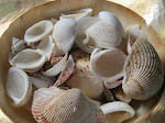 Shells From Sweeties