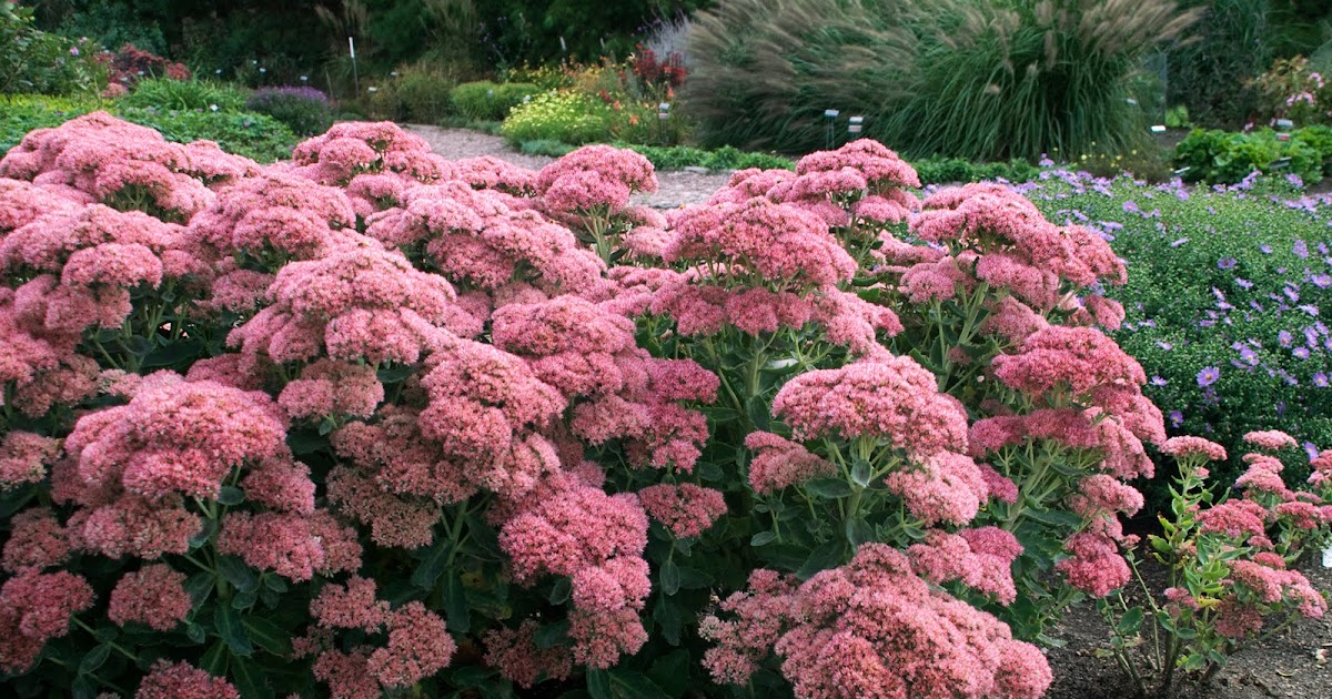 Victoria Gardens: September Blooms: Sedum