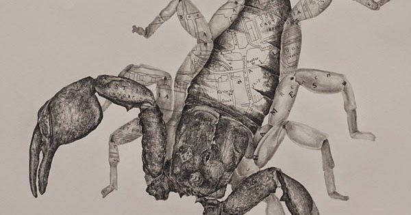 invasive species drawings by