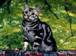 Exotic and Wild Beauty Of Bengal Cat | Super Meow Meow