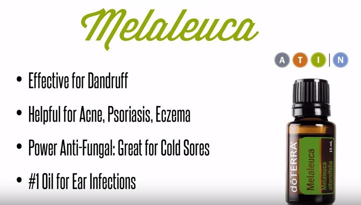 Melaleuca - Tea Tree Oil