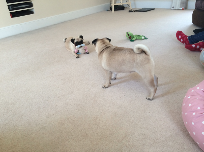 ellie and darcie the pugs pug 9 ellie and darcie the pugs pug 9