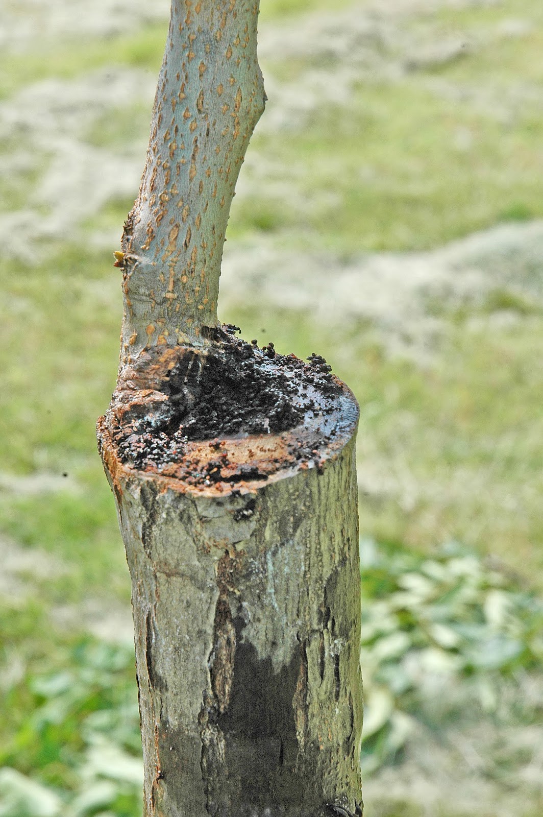 Northern Pecans Dogwood borers on young pecan trees