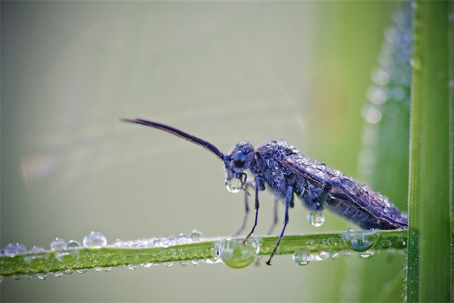 Fotos em macro de insetos molhados