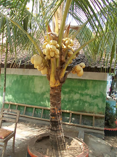 KELAPA KUNING KELAPA KUNING