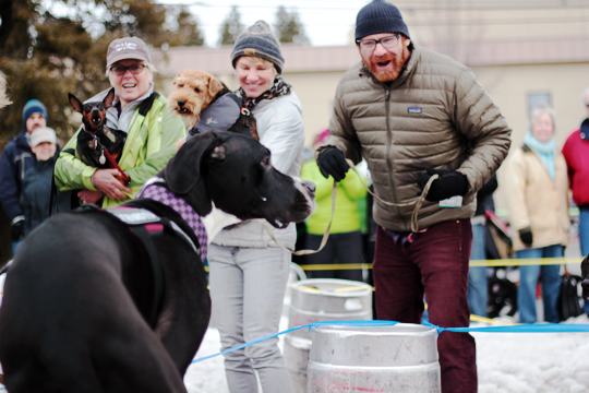 K9 Keg Pull at the Sandpoint Winter Carnival - Lublyou