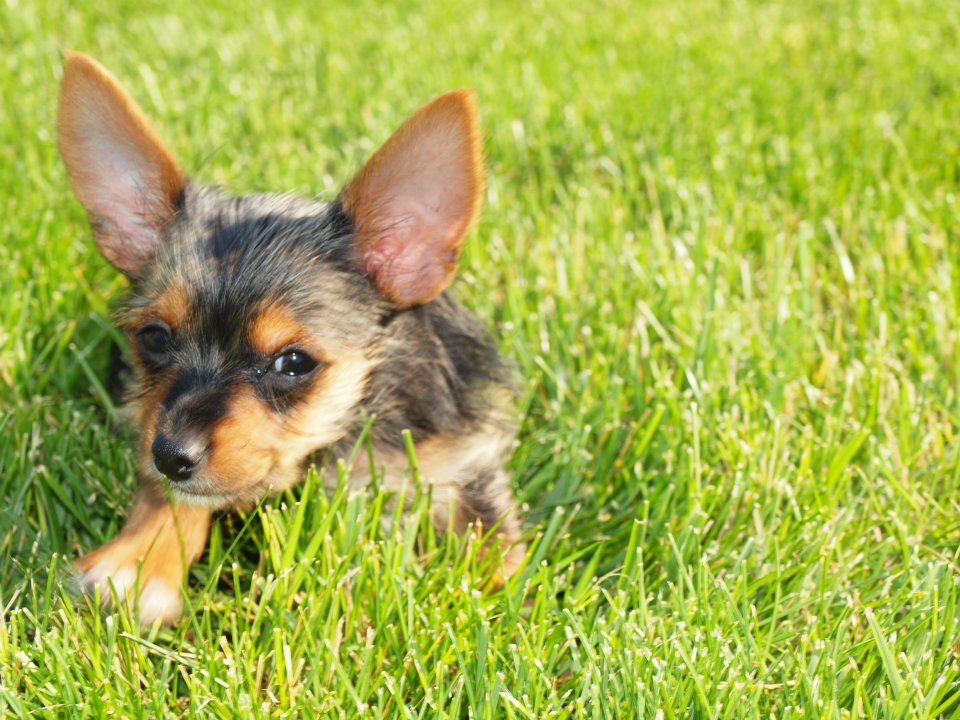 half yorkie half chihuahua teacup chihuahuas for sale in upcomingcarshq half yorkie half chihuahua teacup chihuahuas for sale in upcomingcarshq