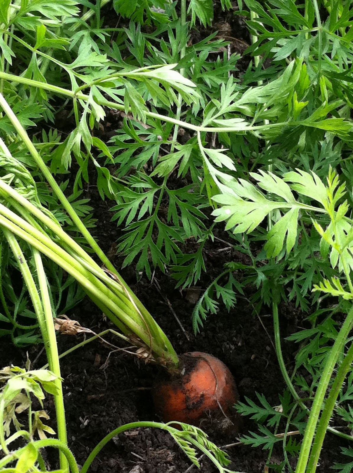 Carrot Ground