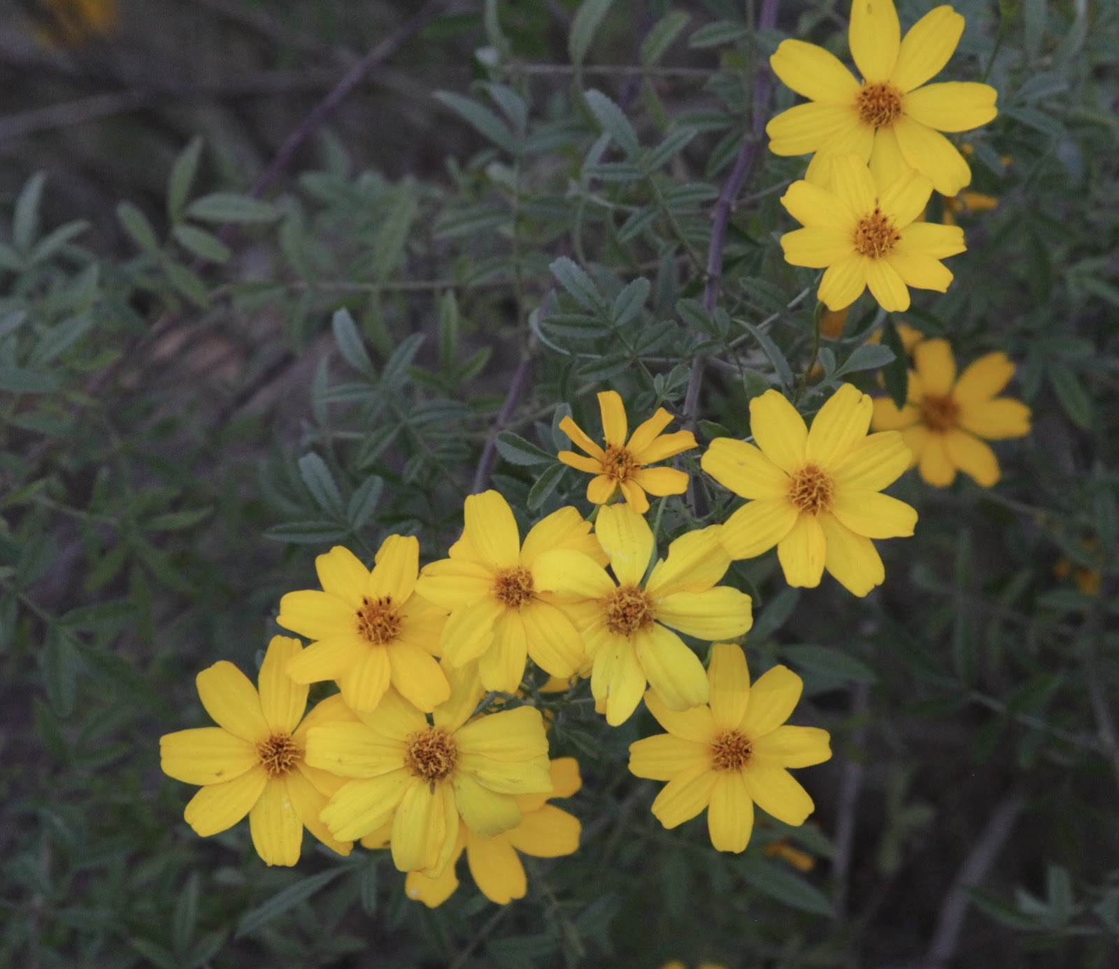 The Nature of Things Backyard Nature Wednesday Copper Canyon daisy