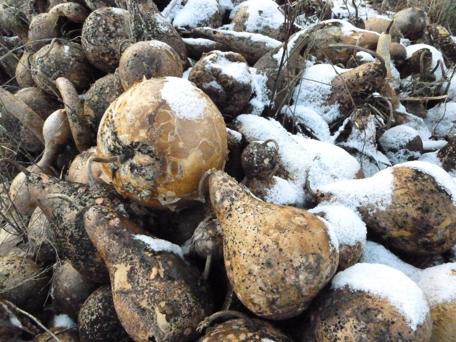 Bernadette's Gourd Creations How to Dry Gourds for Crafting DIY Video