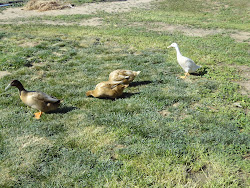 The Ducks