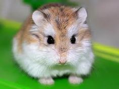 Dwarf Hamster FAQ Dwarf Hamster FAQ