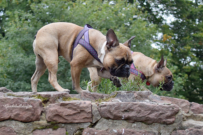 Hundeblog Genki Bulldog Hundeblog Genki Bulldog