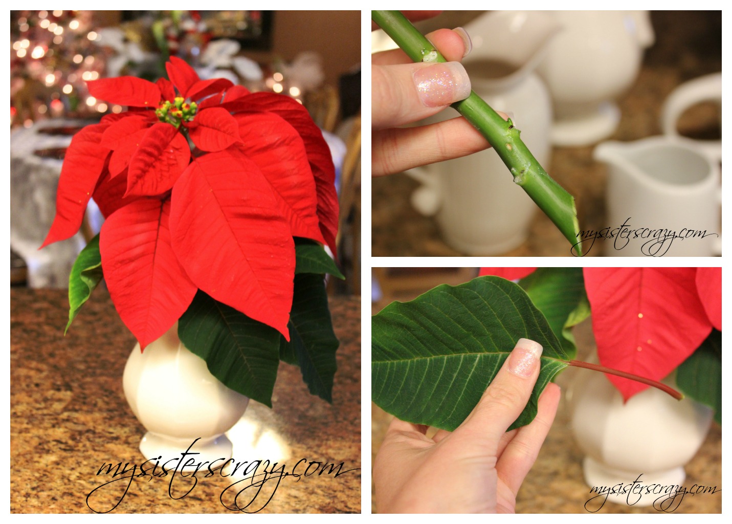 My Sister's Crazy! DECORATING WITH POINSETTIA
