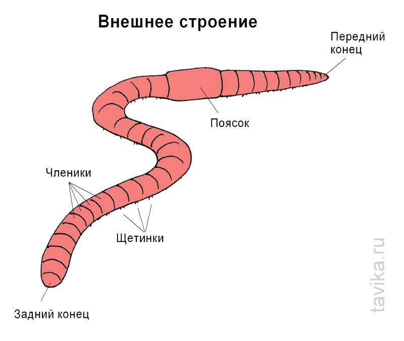 Биология 7 класс опыты с дождевыми червями