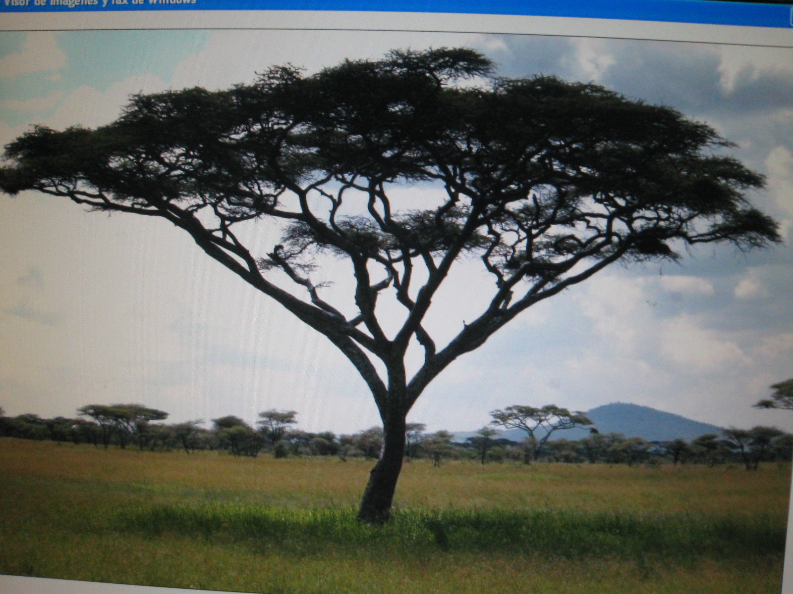 LA CLASE ENCANTADA EL BAOBAB Y LA ACACIA ¿Qué serán?
