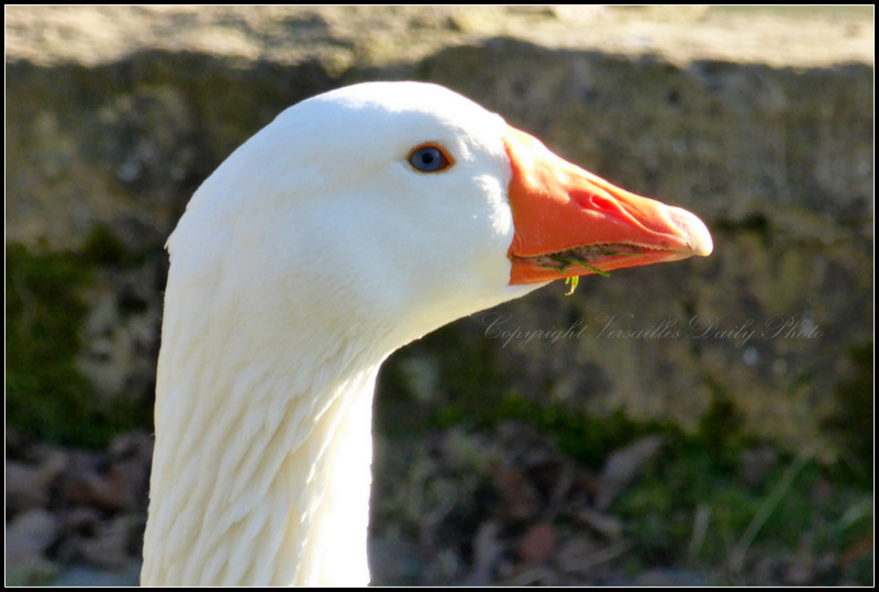 Goose Queen's Hamlet Versailles Goose Queen's Hamlet Versailles