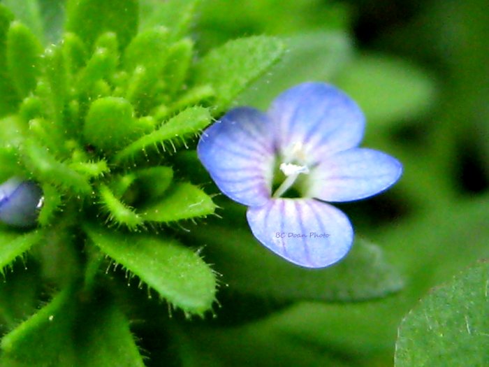 Blue Weed Flower | Reach Beyond Limits