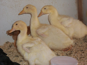 New ducks