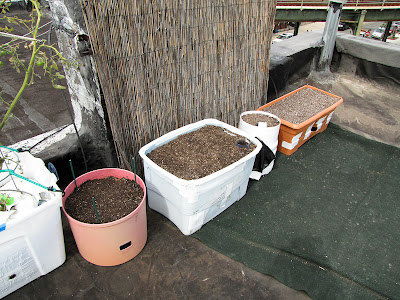 Bucolic Bushwick Rooftop Vegetable Garden 2011