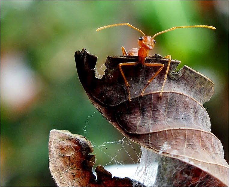 emerging photographers, Best Photo of the Day in Emphoka by Sreejith sivarama Pillai, https://flic.kr/p/je5SfU emerging photographers, Best Photo of the Day in Emphoka by Sreejith sivarama Pillai, https://flic.kr/p/je5SfU