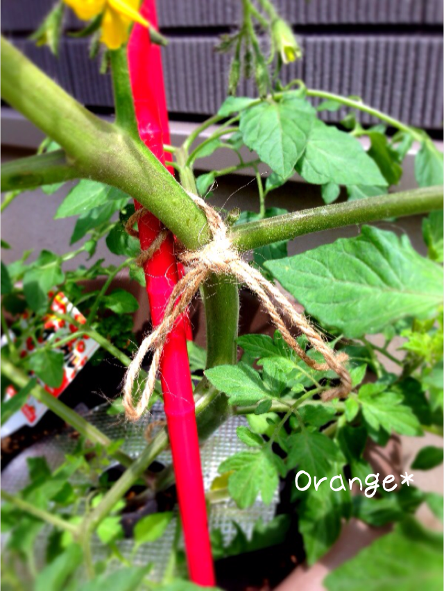 陽だまりの中で Orange の家庭菜園日記 ミニトマトの茎を支柱に固定