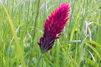 Trifolium incarnatum (Trifoglio incarnato