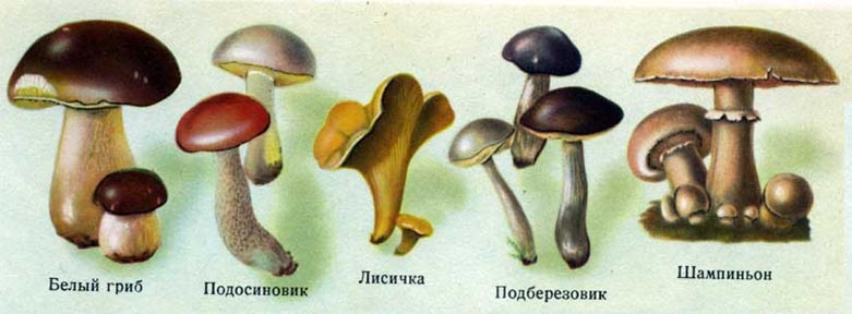 Pages from Book Soviet Cooking | Almost forgotten recipes | 1955 Edition