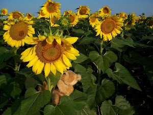 Sunflowers and Teddy Bears