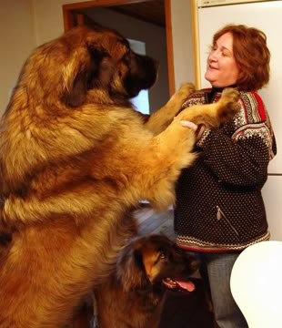 Photos+Leonberger+dogs18.jpg