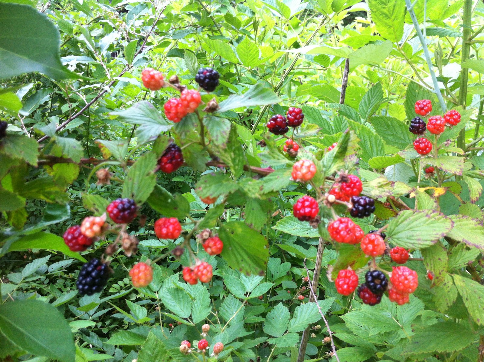 A Reluctant Foodie Herbs and Berries and Veggies, Oh My!