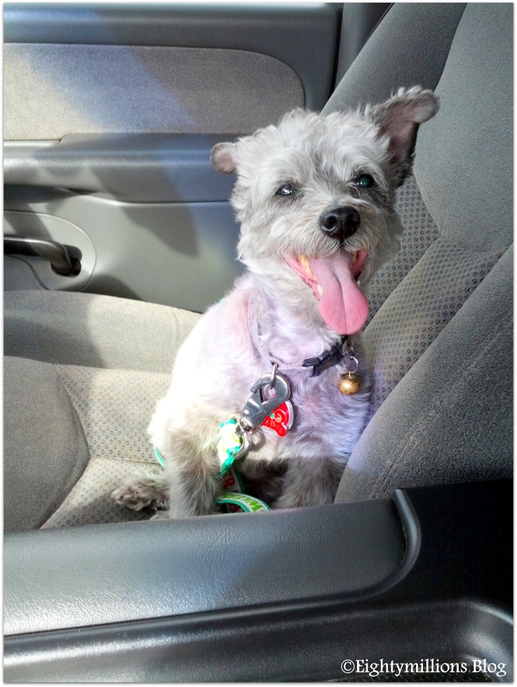 My Life With Dogs Truck Rides Eightymillion