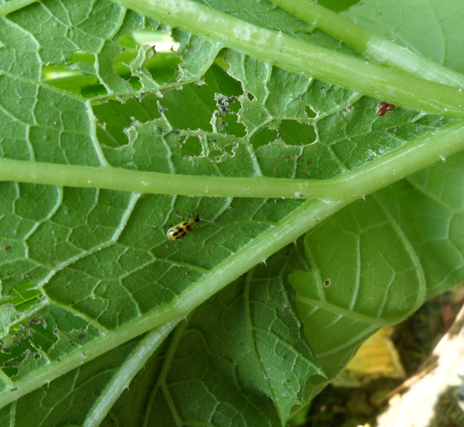Rick's Roots A Gardening Blog The War On Bugs Fighting squash bugs
