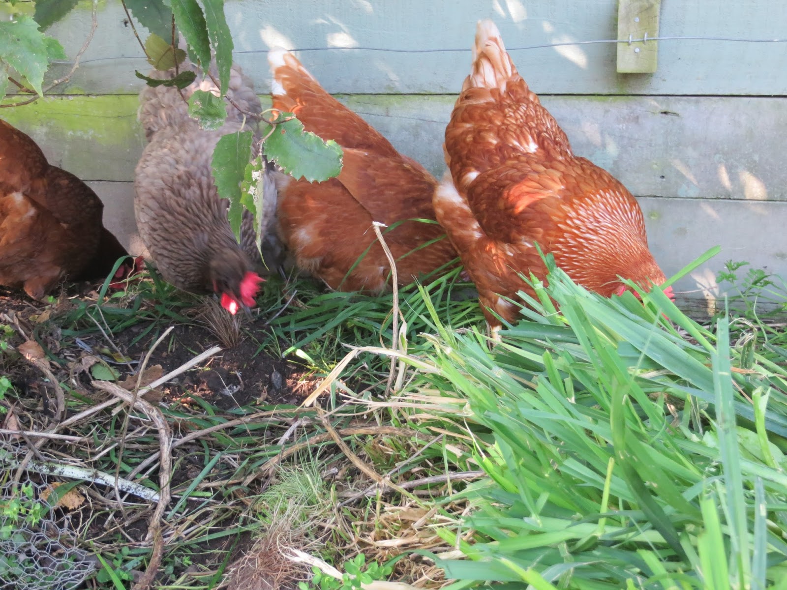 Keeping Chickens NZ What to grow for your chickens