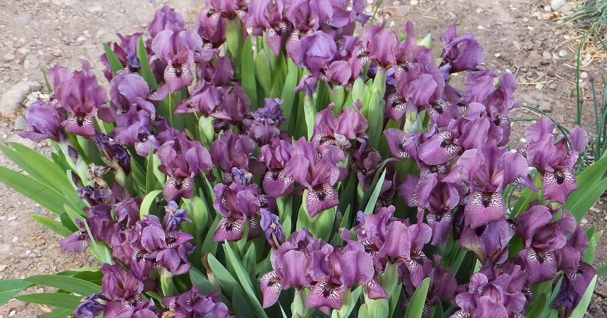 world of irises growing irises organically world of irises growing irises organically