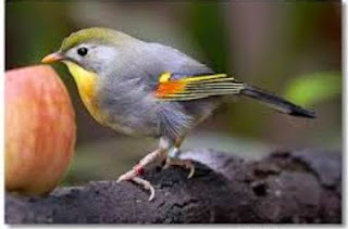 Burung Robin-Burung Robin Yang Mungil Yang Tenar Diera 90-n Burung Robin yang bernamakan latin (Turnidae Migratorius) merupakan salah satu jenis burung yang asal muasalnya dari negeri China, dan memang merupakan jenis burung periang, lincah dan suka berbunyi. Warna perpaduan hijau dan abu-abu, dengan sedikit warna merah dibagian sayap membuat kombinasi tersebut menjadi salah satu daya tarik para kicaumanua untuk bisa memilikinya. Disamping paruh merahnya yang semakin menambah daya tarik penampilan fisiknya. Awal ke datangan burung robin ke Indonesia dimulai oleh para pedagang asal China yang membawa serta burung ini ke negara yang mereka datangi salah satunya Indonesia.Sebab bagi kalangan orang Tionghoa burung Robin menyimpan mitos yang dapat membawa keberuntungan, sedari itu saat orang Tionghoa merantau meninggalkan negerinya burung robinnya juga ikut dibawanya ke tempat yang dituju oleh tuannya.Penyebaran burung Robin tidak sampai ke wilayah hutan Indonesia dan hanya ada di wilayah Himalaya, Cina, Kamboja, Myanmar, Laos dan Vietnam. Di Amerika burung Robin sudah ditangkarkan karena perdagangan burung ini sangat pesat sekali sehingga mengancam habitatnya di wilayah aslinya. Di tahun 90-an harga burung Robin di toko-toko burung sangatlah murah sekali dan saat ini harganya menjadi sangat mahal sebab langkanya burung ini di pasaran. Makanan yang Dibutuhkan Burung Robin Pakan utamanya adalah vour serta serangga dan kroto bisa diberikan beberapa haro sekali di samping jenis buah-buahan. Burung robin suka memakan serangga, buah berry, dan cacing. Pada musim dingin ia berpindah tempat tinggal ke sebelah selatan Keunggulan Burung Robin Kicaunya Merdu Variasi suara banyak Warna bulunya cukup menarik Kelemahan Burung Robin Hanya beberapa burung robin yang dapat menyesuaikan cuaca yang ada di Indonesia Mudah Down
