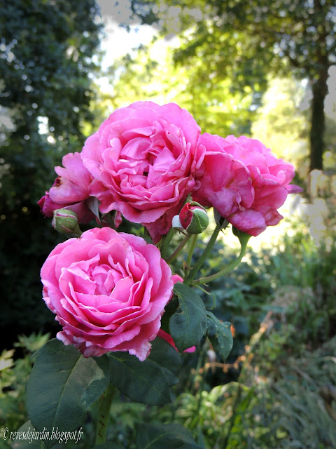 rosier line renaud