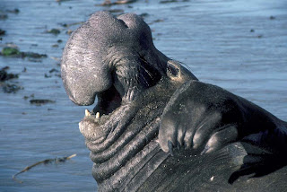 Elephant Seal