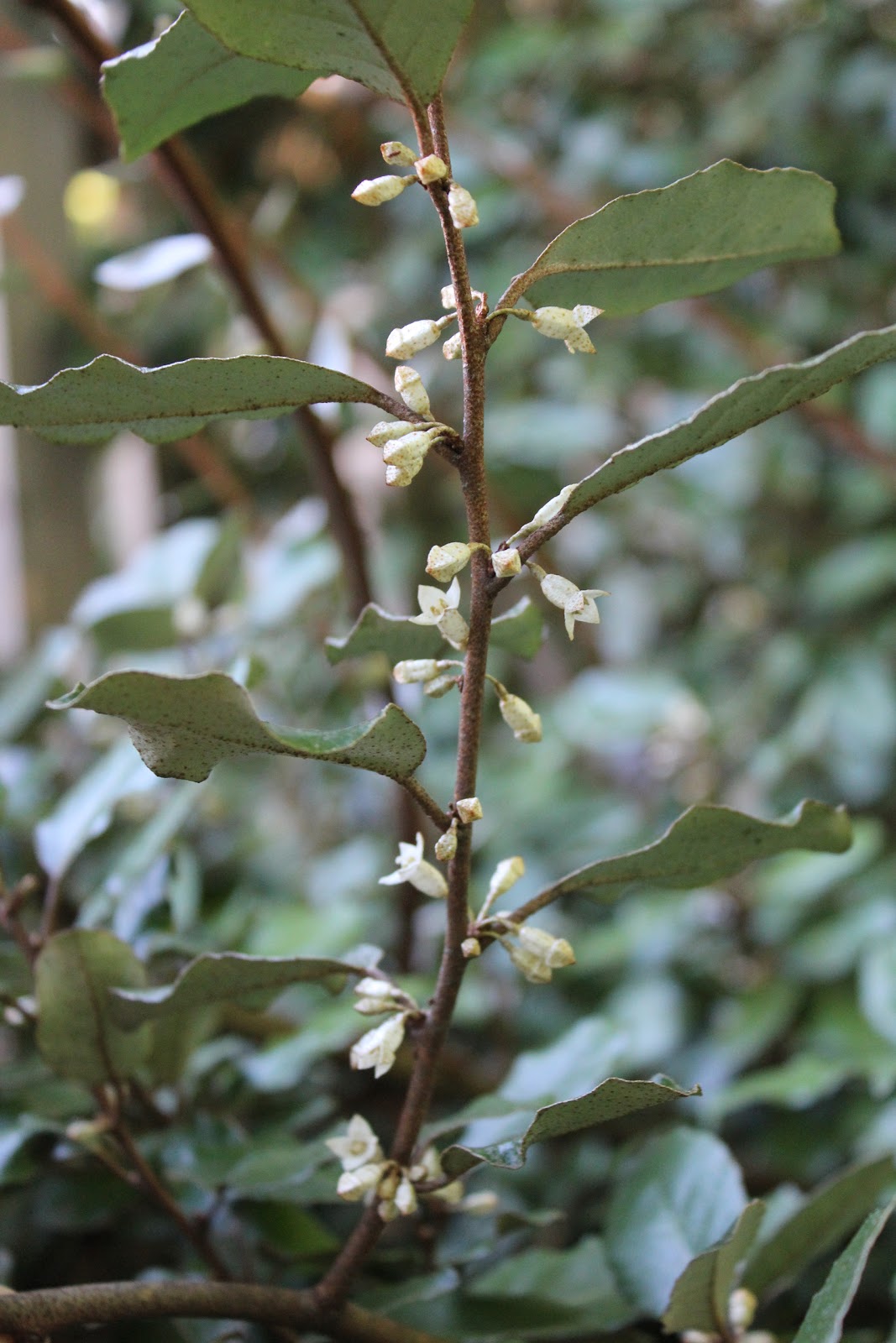 Powell River Books Blog Coastal Bc Plants Evergreens