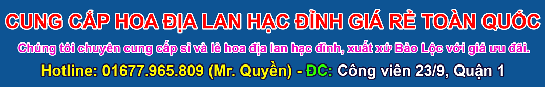 CUNG CẤP HOA ĐỊA LAN HẠC ĐỈNH GIÁ RẺ TOÀN QUỐC