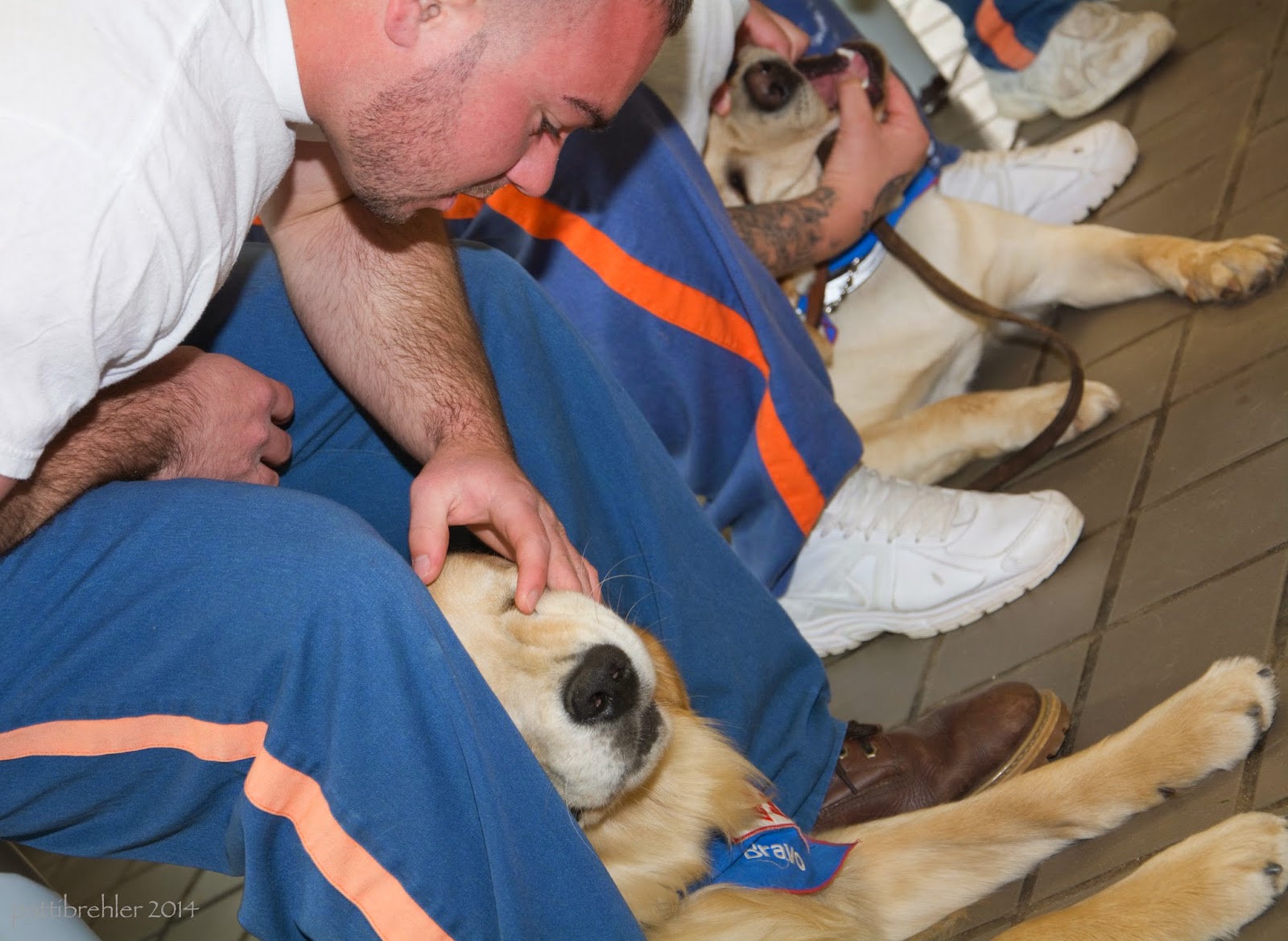 A close shot of a man sitting and bending over a golden retriever that is lying on the tile floor between his feet. The man is wearing blue prison pants and a white t-shirt. His right arm is leaning on his right thigh and he is checking the puppy's eyes with his left hand. There are other men and another golden retreiver beyond him. That puppy is having his teeth checked.