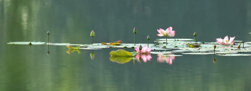 bối cảnh dự án lotus lake view